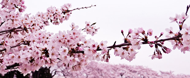 さくら120425 桜の写真